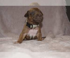 Rhodesian Ridgeback Puppy for sale in POWDER SPGS, GA, USA