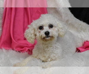 Mother of the Cavachon puppies born on 11/25/2023
