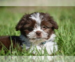 Image preview for Ad Listing. Nickname: Dundee