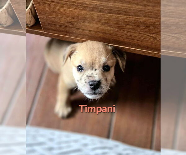Medium Photo #3 Australian Shepherd-Border Terrier Mix Puppy For Sale in Mission Viejo, CA, USA