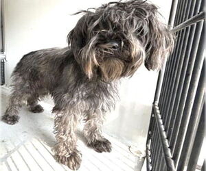 Havanese Dogs for adoption in Houston, TX, USA