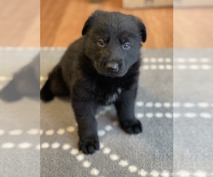 German Shepherd Dog Puppy for sale in JEFFERSON, OR, USA