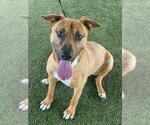Small Labrador Retriever Mix