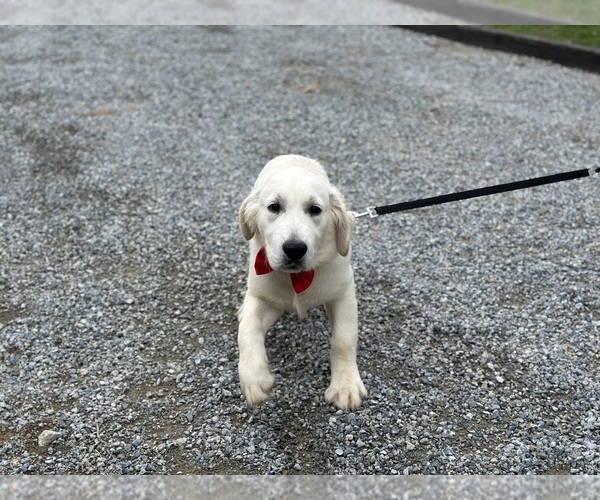 Medium Photo #3 English Cream Golden Retriever Puppy For Sale in LANCASTER, PA, USA