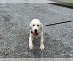 Small Photo #3 English Cream Golden Retriever Puppy For Sale in LANCASTER, PA, USA
