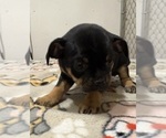 Small Photo #10 Carlin Pinscher Puppy For Sale in COBB, WI, USA