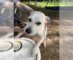 Small Chihuahua Mix
