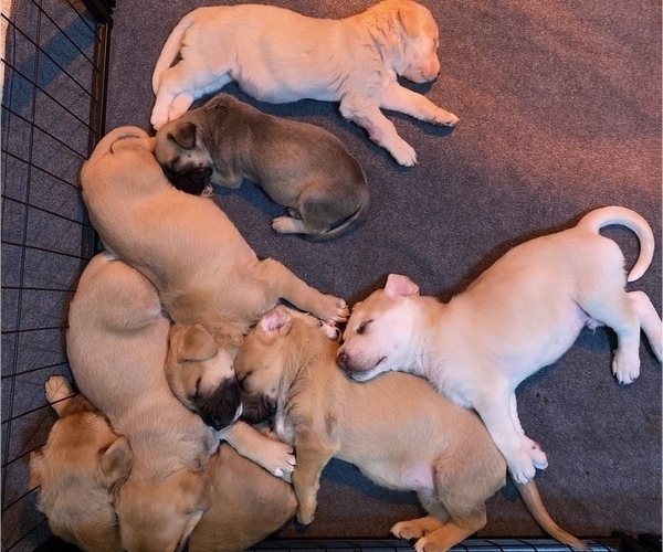 Medium Photo #1 Labrador Retriever-Mutt Mix Puppy For Sale in BAKERSFIELD, CA, USA
