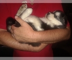 Small Photo #1 Alaskan Malamute Puppy For Sale in FRESNO, CA, USA