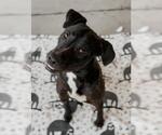 Small #1 American Pit Bull Terrier
