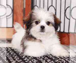 Zuchon Puppy for sale in NAPLES, FL, USA