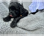 Small Photo #4 Miniature Bernedoodle Puppy For Sale in MANTENO, IL, USA