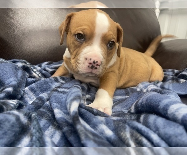 Medium Photo #102 American Bully Puppy For Sale in REESEVILLE, WI, USA