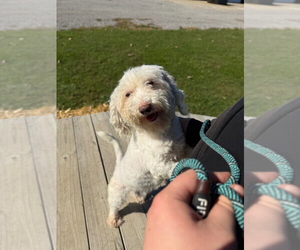Medium Photo #4 Maltese-Unknown Mix Puppy For Sale in Pierceton , IN, USA