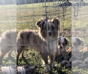 Mother of the Miniature Australian Shepherd puppies born on 12/19/2019