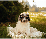 Small Photo #2 Bernedoodle Puppy For Sale in BATTLE GROUND, WA, USA