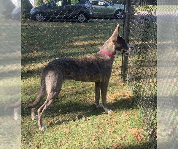 Medium Photo #11 Catahoula Leopard Dog-German Shepherd Dog Mix Puppy For Sale in Alexander, AR, USA