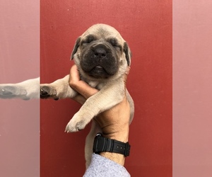 Cane Corso Puppy for sale in POMONA, CA, USA