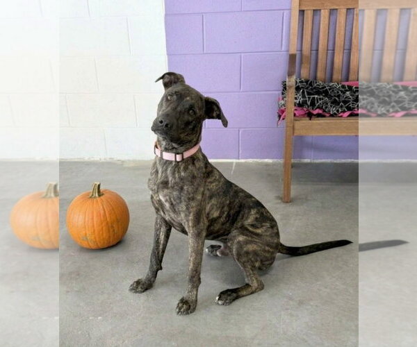 Medium Photo #2 Labrador Retriever-Unknown Mix Puppy For Sale in Genesee, WI, USA