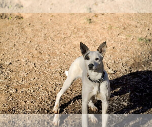 Medium Photo #8 Mutt Puppy For Sale in Mooresville, NC, USA