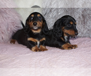 Dachshund Puppy for sale in MOGADORE, OH, USA