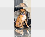 Small Boxer