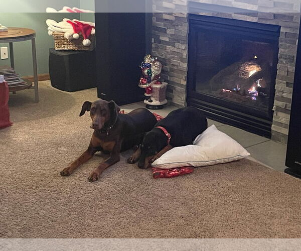 Medium Photo #10 Doberman Pinscher Puppy For Sale in Minneaoplis, MN, USA