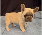Puppy Ziggy Moonshot French Bulldog