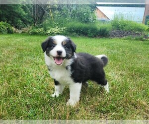 Miniature Australian Shepherd Puppy for sale in SANDOWN, NH, USA