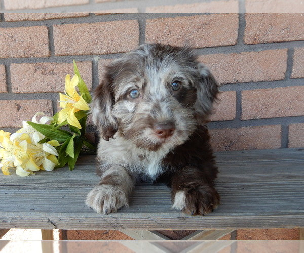 Medium Photo #1 Labradoodle Puppy For Sale in MILLERSBURG, OH, USA