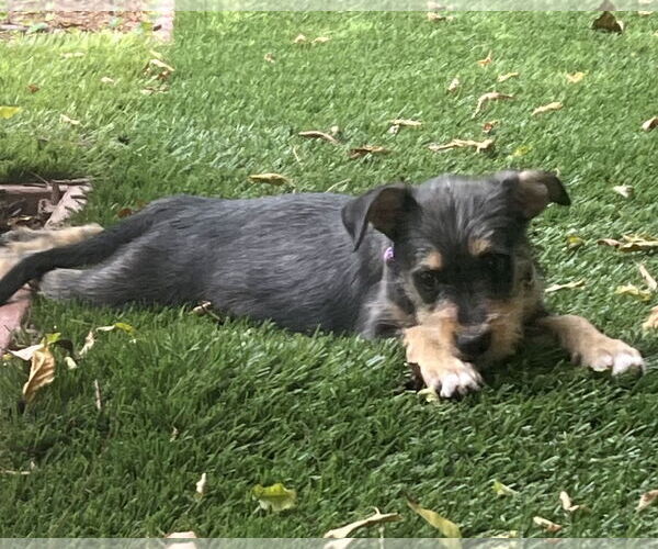 Medium Photo #5 Mutt Puppy For Sale in Corona, CA, USA
