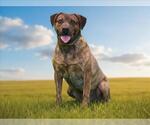 Small #1 Plott Hound Mix