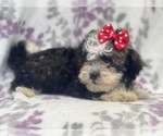 Small Photo #13 Poovanese Puppy For Sale in LAKELAND, FL, USA