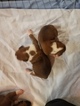 Small Photo #7 Boxer Puppy For Sale in DERBY, CT, USA