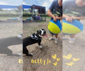 American Pit Bull Terrier Dogs for adoption in Monte Vista, CO, USA