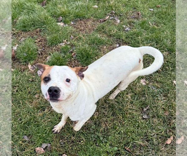 Medium Photo #1 Boxer Puppy For Sale in Burnsville, MN, USA