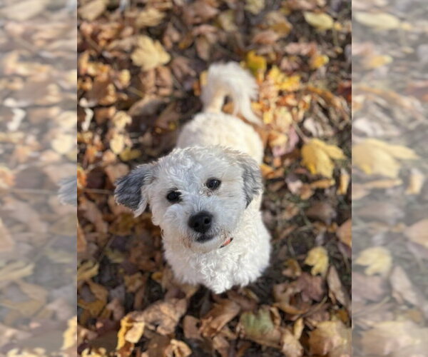 Medium Photo #3 Zuchon Puppy For Sale in Gibbstown, NJ, USA