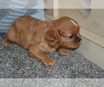 Small #3 Cavalier King Charles Spaniel