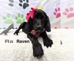 Small #1 Spaniel Mix