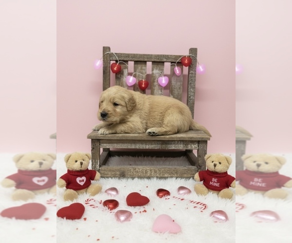 Medium Photo #1 Golden Retriever Puppy For Sale in PEEBLES, OH, USA
