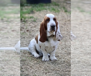Father of the Basset Hound puppies born on 05/17/2022