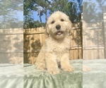 Small Photo #3 Goldendoodle Puppy For Sale in OCALA, FL, USA
