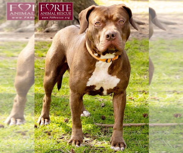 Medium Photo #7 American Staffordshire Terrier-Unknown Mix Puppy For Sale in Marina del Rey, CA, USA