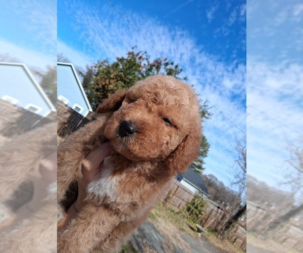 Medium Photo #22 Goldendoodle (Miniature) Puppy For Sale in GASTONIA, NC, USA