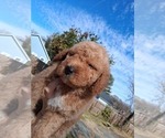 Small Photo #100 Goldendoodle (Miniature) Puppy For Sale in GASTONIA, NC, USA