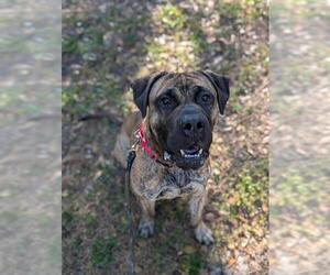 Mastiff Dogs for adoption in Palmetto, FL, USA