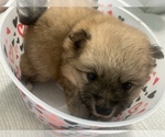 Small Photo #19 Pomeranian Puppy For Sale in BUSH, LA, USA