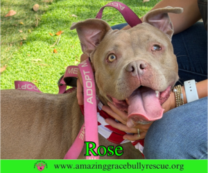 Rose - Female American Pit Bull Terrier-Unknown Mix Dog for Adoption - Photo #7