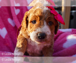 Puppy Goldie Goldendoodle (Miniature)
