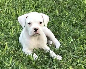 Boxer Puppy for sale in DEER PARK, TX, USA